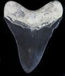 Serrated, Fossil Megalodon Tooth - Georgia #56356-2